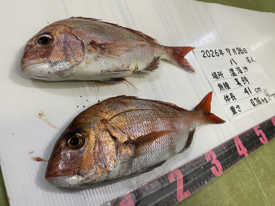 真鯛